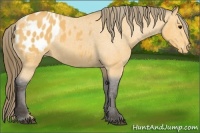 Horse Color:Buckskin Roan Blanket 