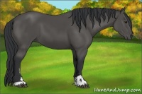 Horse Color:Black Sabino 