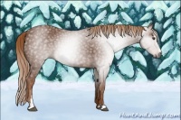 Horse Color:Gray Chestnut Sabino 