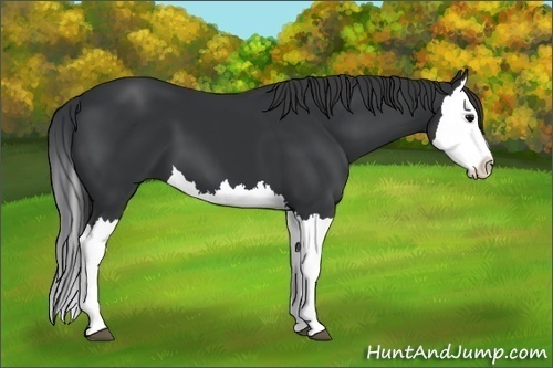 Horse Color: Black Splash 