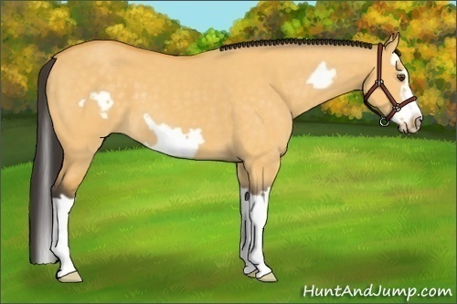 Horse Color:Buckskin Dun Splash Frame 