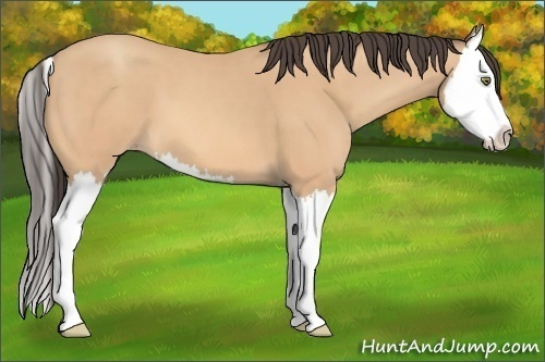 Horse Color: Amber Champagne Splash 
