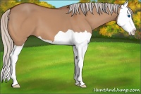 Horse Color:Silver Bay Dun Splash 