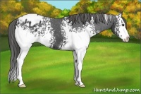 Horse Color:White Spotted Black Sabino Blanket 