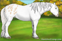 Horse Color:Silver Amber Champagne Roan Dun Splash Tobiano Frame Appaloosa Rabicano 