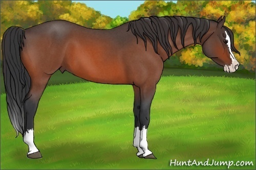 Horse Color:Bay Roan Splash