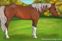 Horse Color:Silver Bay