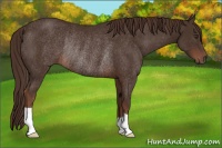 Horse Color:Liver Chestnut Rabicano 