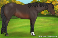 Horse Color:Brown 