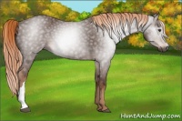 Horse Color:Gray Chestnut 