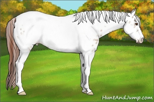 Horse Color:Classic Champagne Dun Tobiano Frame Leopard 