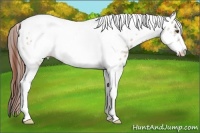 Horse Color:Classic Champagne Dun Tobiano Frame Leopard 