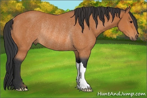 Horse Color: Bay Rabicano 