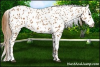 Horse Color:Chestnut Splash Leopard 