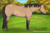 Horse Color:Bay Dun