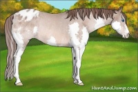 Horse Color:Sable Champagne Splash Blanket Rabicano 