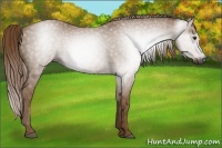 Horse Color:Gray Chestnut Sabino 