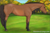 Horse Color:Bay Sabino 