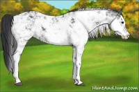 Horse Color:Black Sabino Rabicano