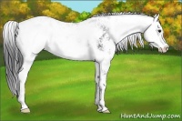 Horse Color:Black Sabino 