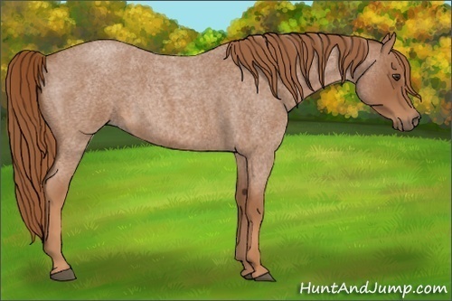 Horse Color: Red Roan Sabino 