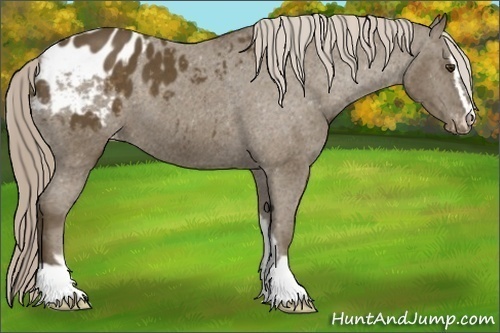 Horse Color: Chocolate Palomino Sabino Blanket 