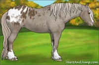 Horse Color:Chocolate Palomino Sabino Blanket 