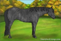 Horse Color:White Spotted Blue Roan Rabicano  Brindle