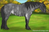 Horse Color:White Spotted Blue Roan Rabicano  Brindle