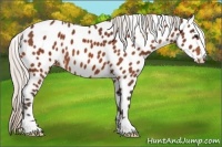 Horse Color:Silver Bay Leopard 