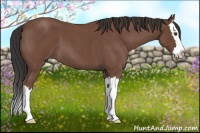 Horse Color:Bay Roan Splash 