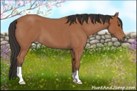 Horse Color:Bay Roan 