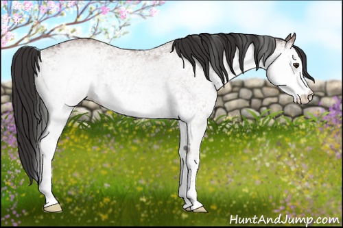 Horse Color: White Spotted Bay 