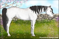 Horse Color:White Spotted Bay 
