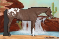 Horse Color:Bay Roan Appaloosa Rabicano 