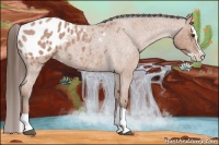 Horse Color:Bay Roan Splash Appaloosa 