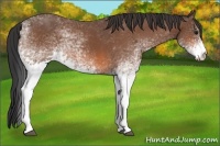Horse Color:White Spotted Bay 