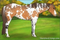 Horse Color:White Spotted Buckskin Blanket 