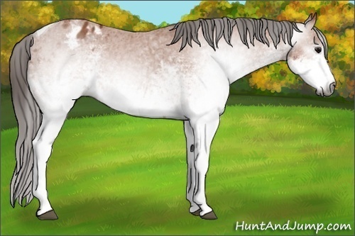 Horse Color:Gray White Spotted Bay Tobiano Appaloosa 