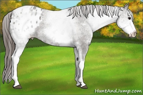 Horse Color:White Spotted Grullo Blanket