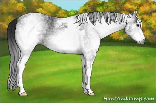 Horse Color:Gray White Spotted Black