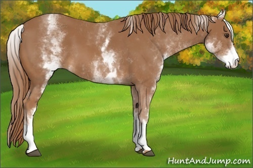 Horse Color:White Spotted Chestnut 