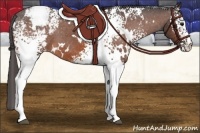 Horse Color:White Spotted Bay Snowcap 