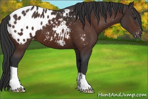 Horse Color: Brown Blanket 