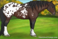 Horse Color:Brown Appaloosa