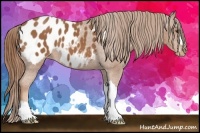 Horse Color:Chestnut Appaloosa