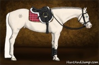 Horse Color:Cremello 