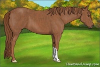 Horse Color:Chestnut  Brindle