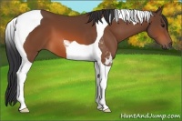 Horse Color:Bay Tobiano 