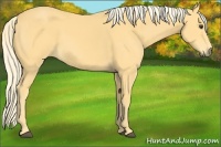 Horse Color:Palomino 